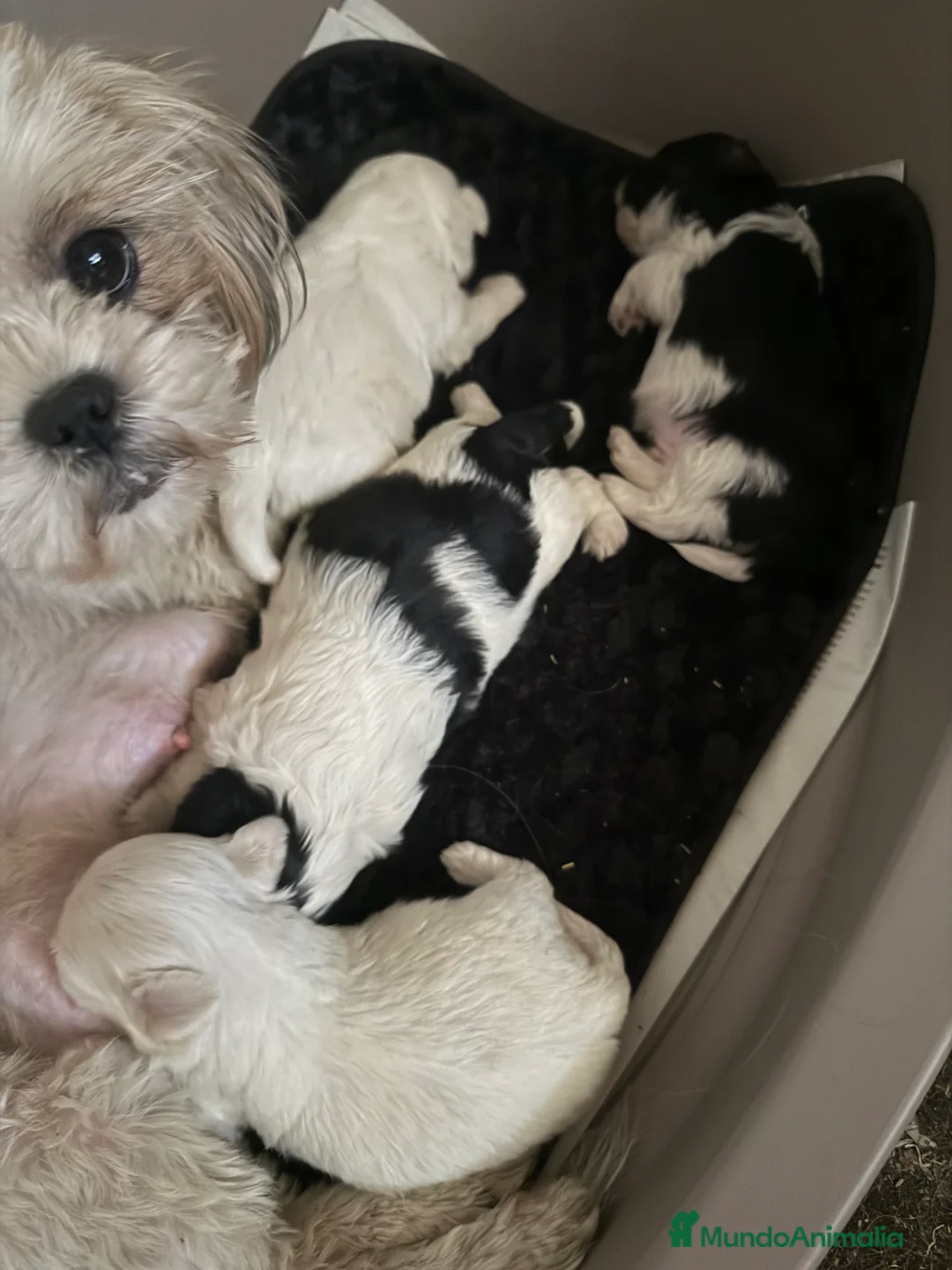Shih Tzu perros en venta: Shihtzu disponibles  - Anuncio 10