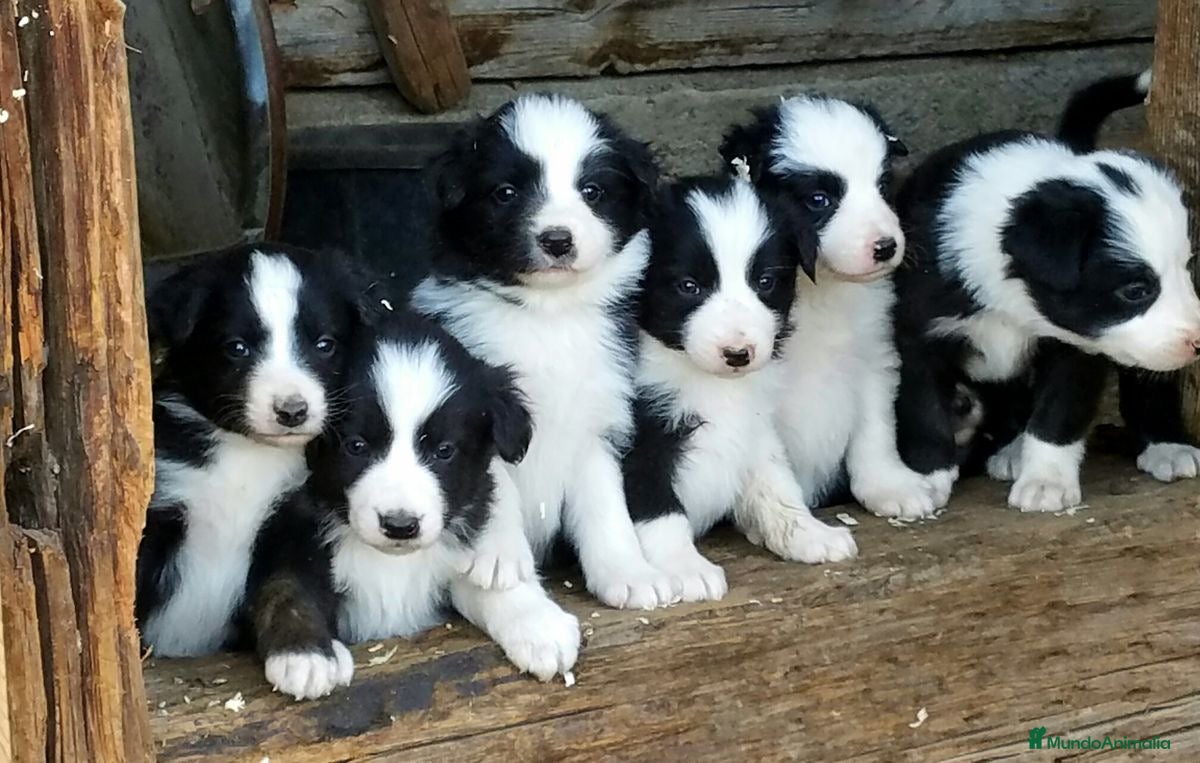 Border Collie perros CAMADA DE BORDER COLLIE DISPONIBLES 🐾 - Anuncio 1