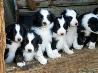 Border Collie perros CAMADA DE BORDER COLLIE DISPONIBLES 🐾 - Anuncio 1