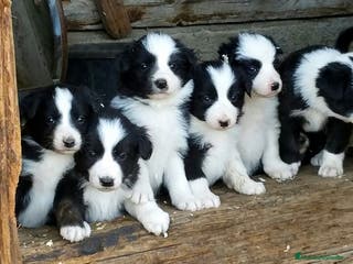 Border Collie perros CAMADA DE BORDER COLLIE DISPONIBLES 🐾 - Anuncio 7
