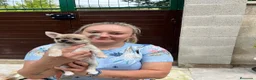 Chihuahua perros en venta: Preciosos chihuahuas  - Anuncio 6