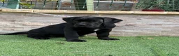 Cane Corso perros en venta: Cachorra cane corso  - Anuncio 9