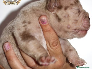 American Bully perros en Sevilla - Anuncio 30