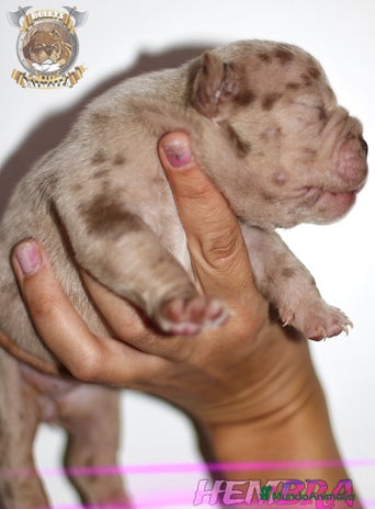 American Bully perros en Sevilla - Anuncio 1