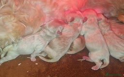 Maltipoo perros en venta: Maltipoo en Cáceres - Imagen 6