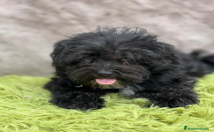 Maltipoo perros - Propaganda 12
