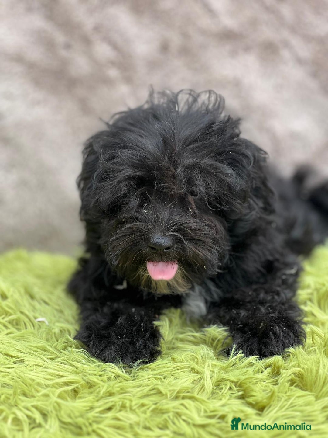 Maltipoo perros en venta: Maltipoo negro - Imagen 1