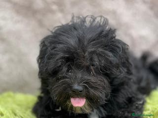 Maltipoo perros Maltipoo negro - Anuncio 20