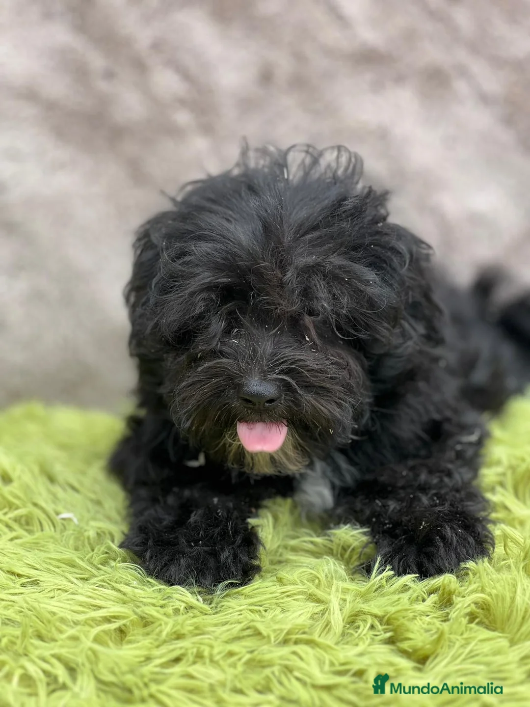 Maltipoo perros en venta: Maltipoo negro - Anuncio 1