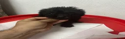 Caniche Toy perros en venta: CANICHE MINI TOYS NEGRO MACHO - Anuncio 2
