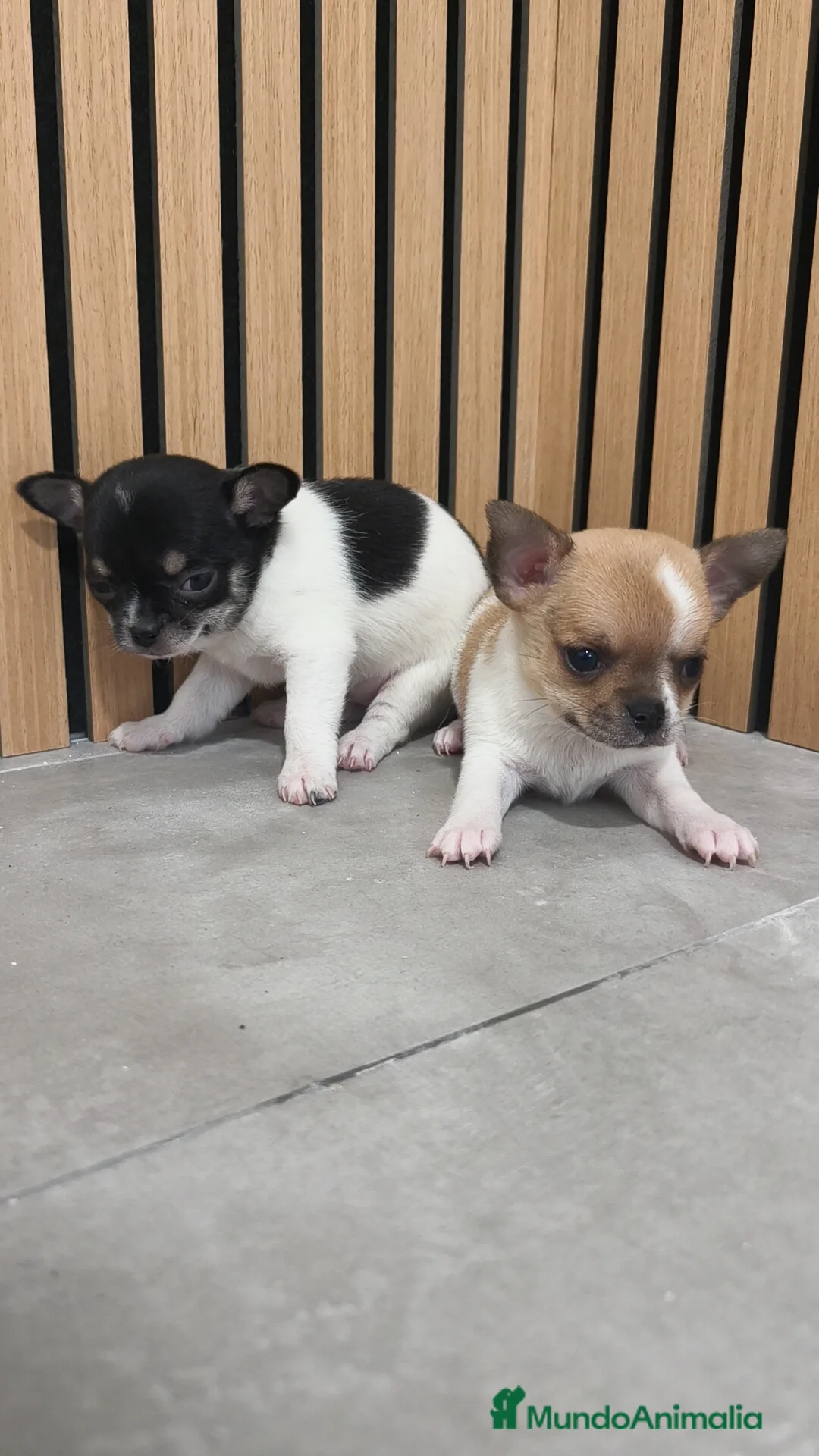 Chihuahua perros en venta: Chihuahua Toy  - Anuncio 5