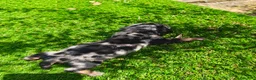 Teckel Miniatura perros en venta: TECKEL MINIATURA EN SEVILLA - Anuncio 5