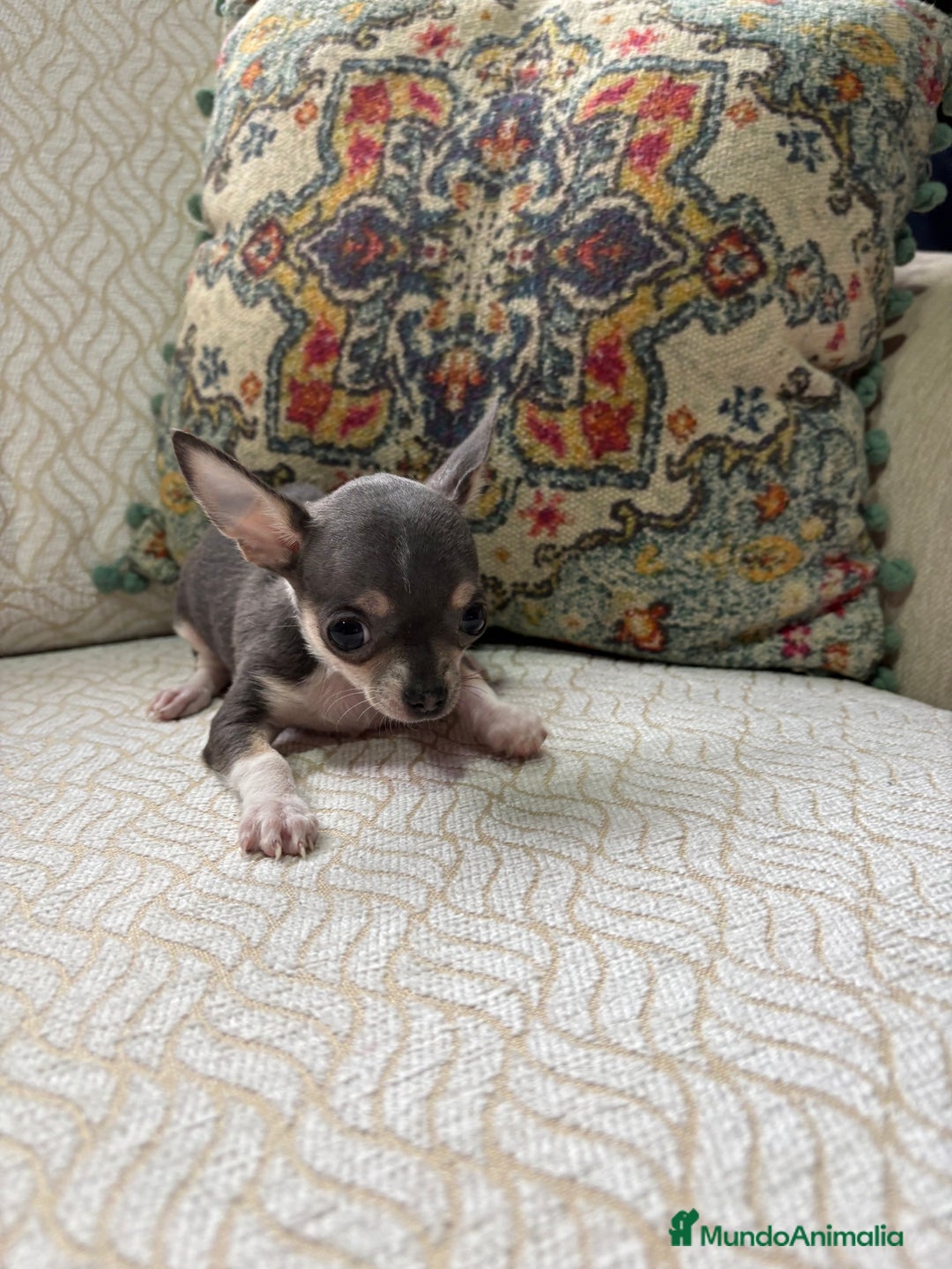 Chihuahua perros en venta: Chihuahua mini Toy hembra blue tri - Anuncio 16