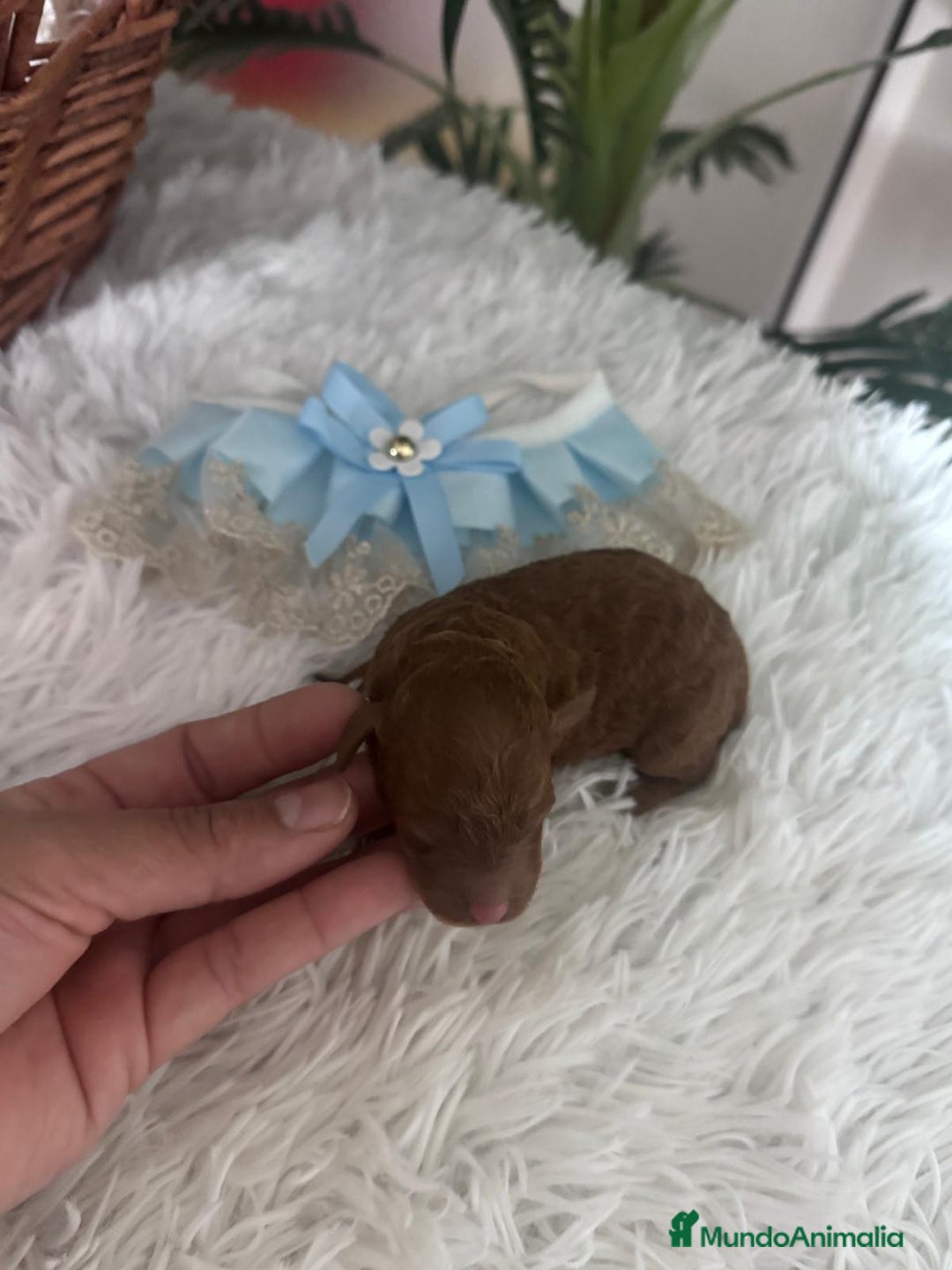 Caniche Toy perros en venta: CANICHE ROJO - Anuncio 14