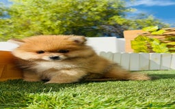 Pomerania perros en venta: POMERANIA MACHO - Imagen 5