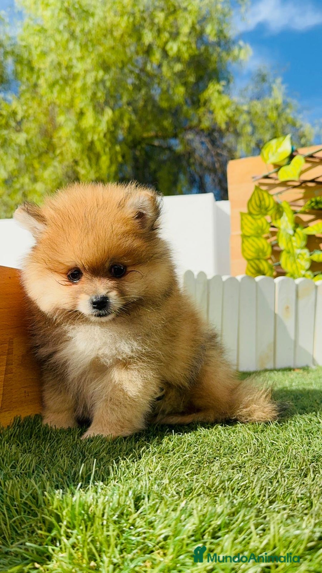 Pomerania perros en venta: POMERANIA MACHO - Imagen 5
