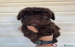 Perro de Agua Español perros en venta: Perro de agua  - Imagen 1