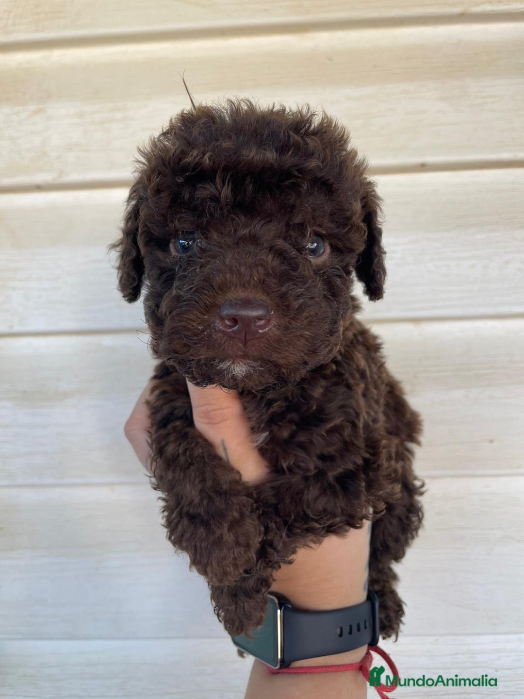 Perro de Agua Español perros en venta: Perro de agua  - Imagen 1