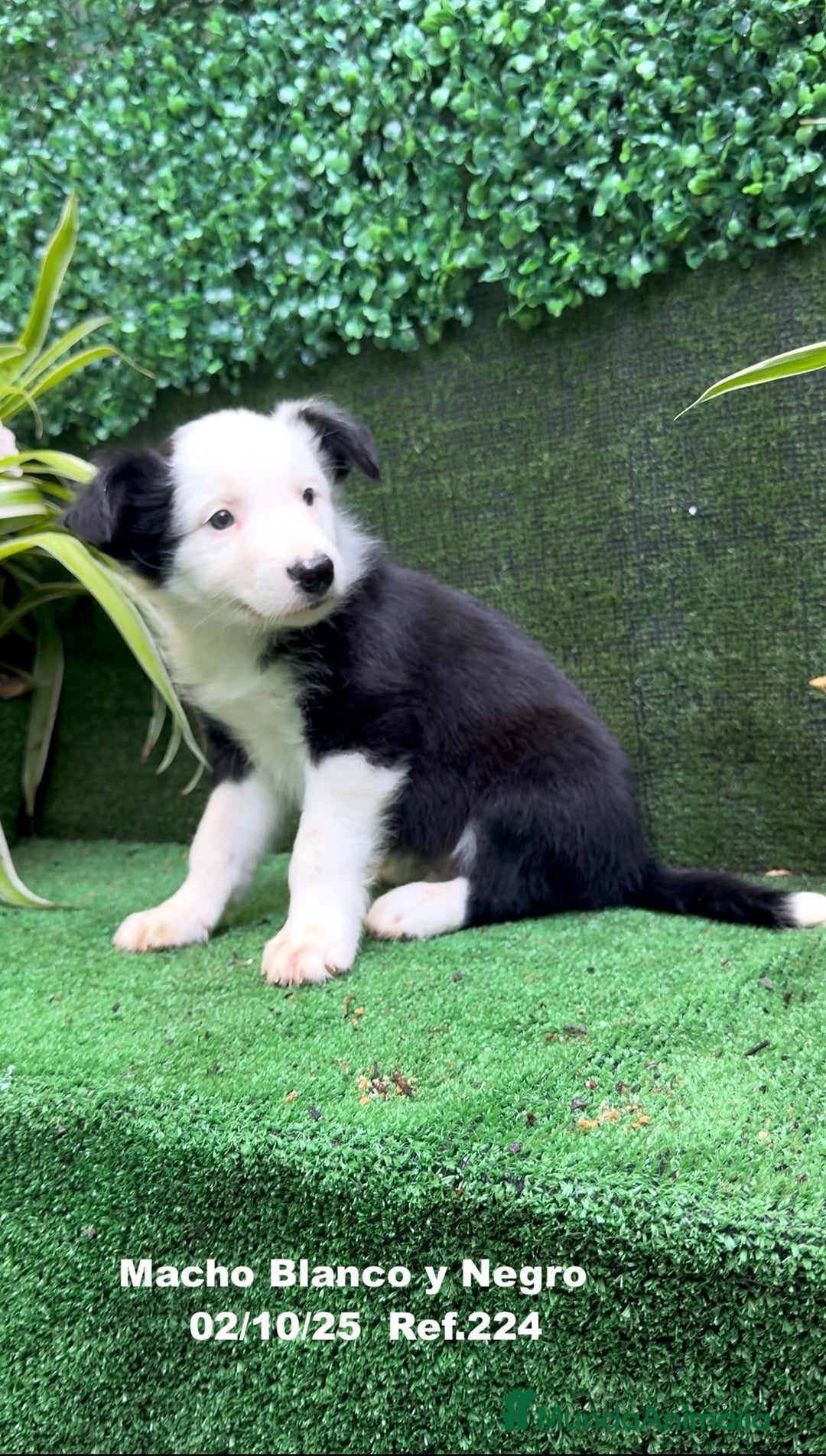 Border Collie perros en venta: BORDER COLLIE - Anuncio 22