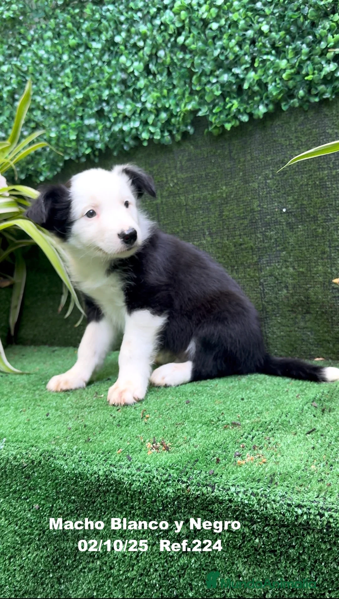 Border Collie perros en venta: BORDER COLLIE - Anuncio 22