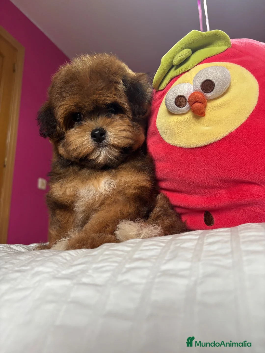 Maltipoo perros en venta: Maltipoo Hembra tonalidades (chocolate) - Anuncio 2