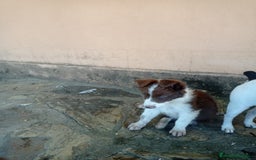 Border Collie perros en venta: border collie chocolayes y blancos  - Imagen 4