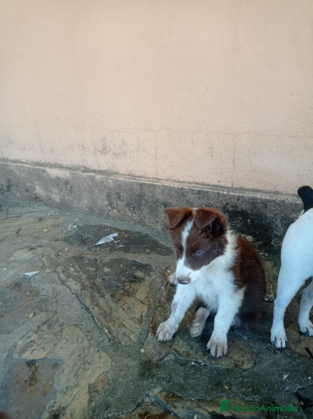 Border Collie perros en venta: border collie chocolayes y blancos  - Imagen 4