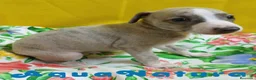 Pequeño Lebrel Italiano perros en venta: Lebrel Italiano Macho 4291 AQUANATURA - Anuncio 8