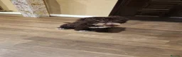 Perro de Agua Español perros en venta: Espectacular perro de agua en Madrid - Anuncio 12