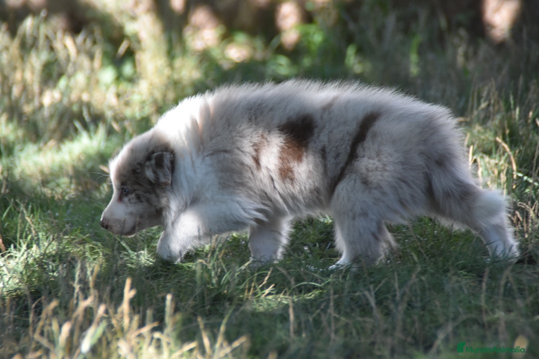 Border Collie perros en venta: cachorro rojo mirlo de Border Collie - Imagen 6