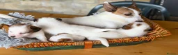 Jack Russell Terrier perros en venta: Cachorros de jack Russell disponibles - Anuncio 14