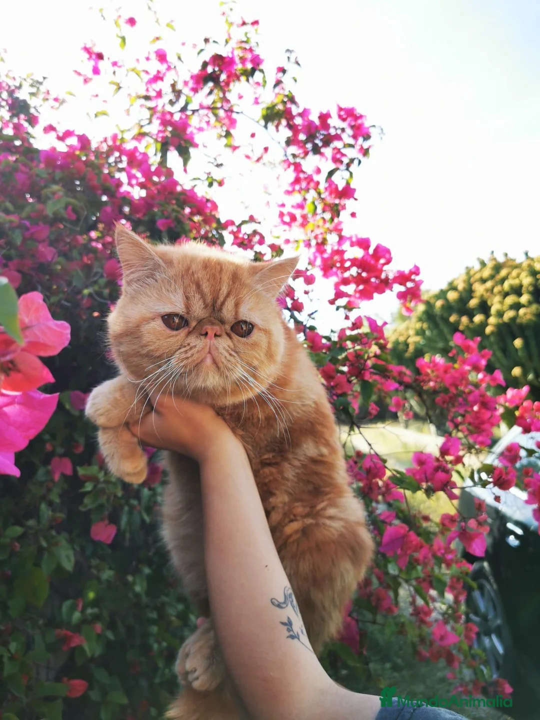 Exótico de Pelo Corto gatos en venta: Exotico de pelo corto en venta - Anuncio 2