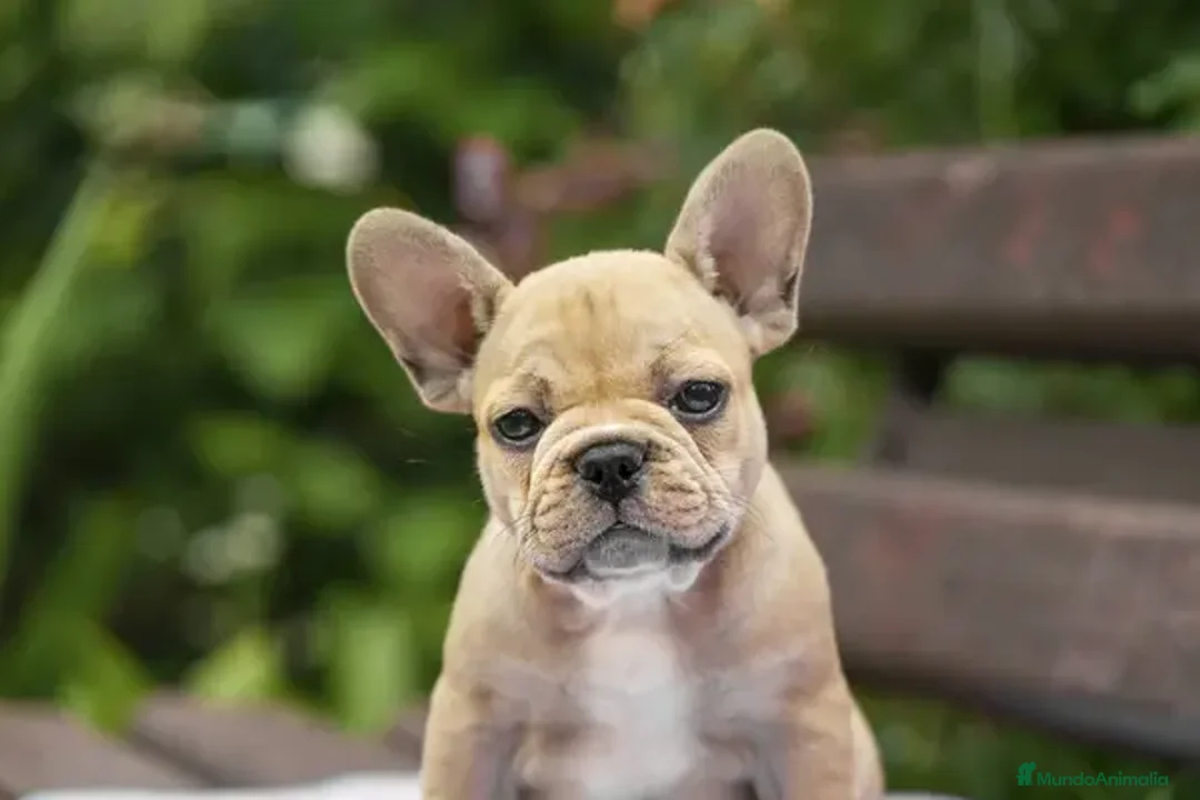 Bulldog Francés perros en venta: BULLDOG FRANCES MINIATURA  - Imagen 5