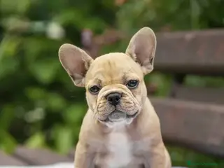 Bulldog Francés perros BULLDOG FRANCES MINIATURA - Anuncio 37