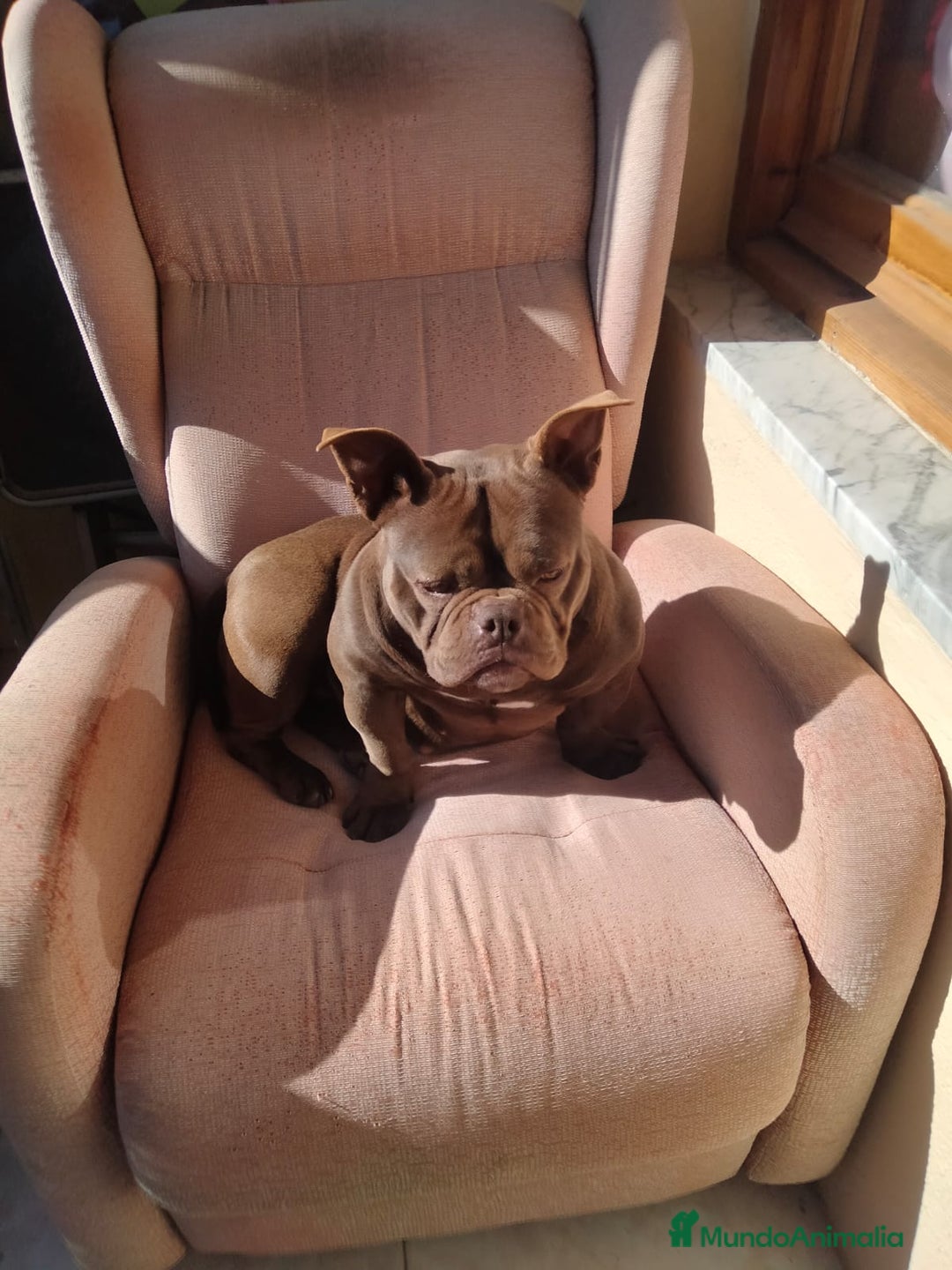 American Bully perros en venta: América bully micro exótico  - Anuncio 13