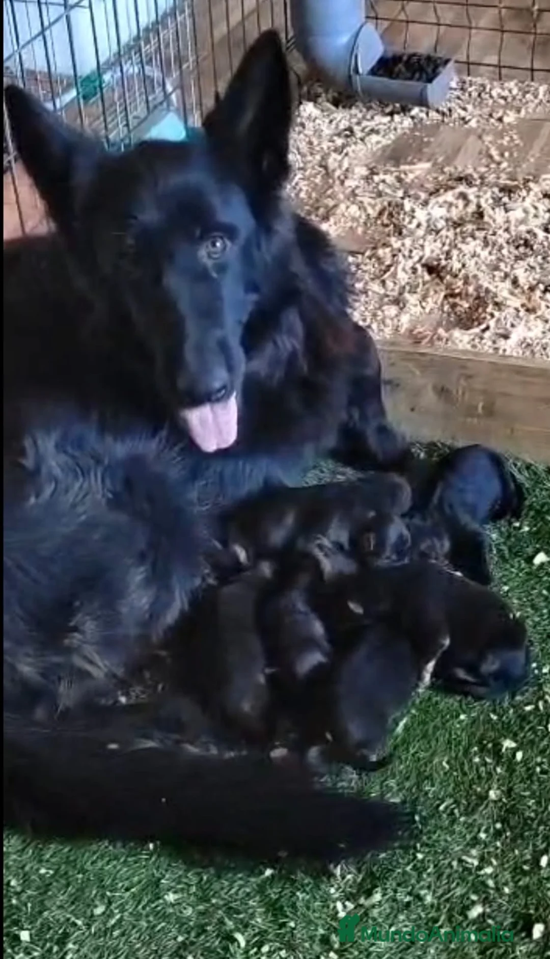 Pastor Alemán perros en venta: Pastor Alemán  - Anuncio 1