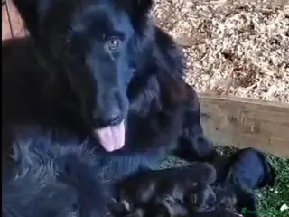 Pastor Alemán perros Pastor Alemán - Anuncio 2