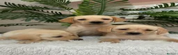 Labrador Retriever perros en venta: LABRADOR RETRIEVER - Anuncio 15