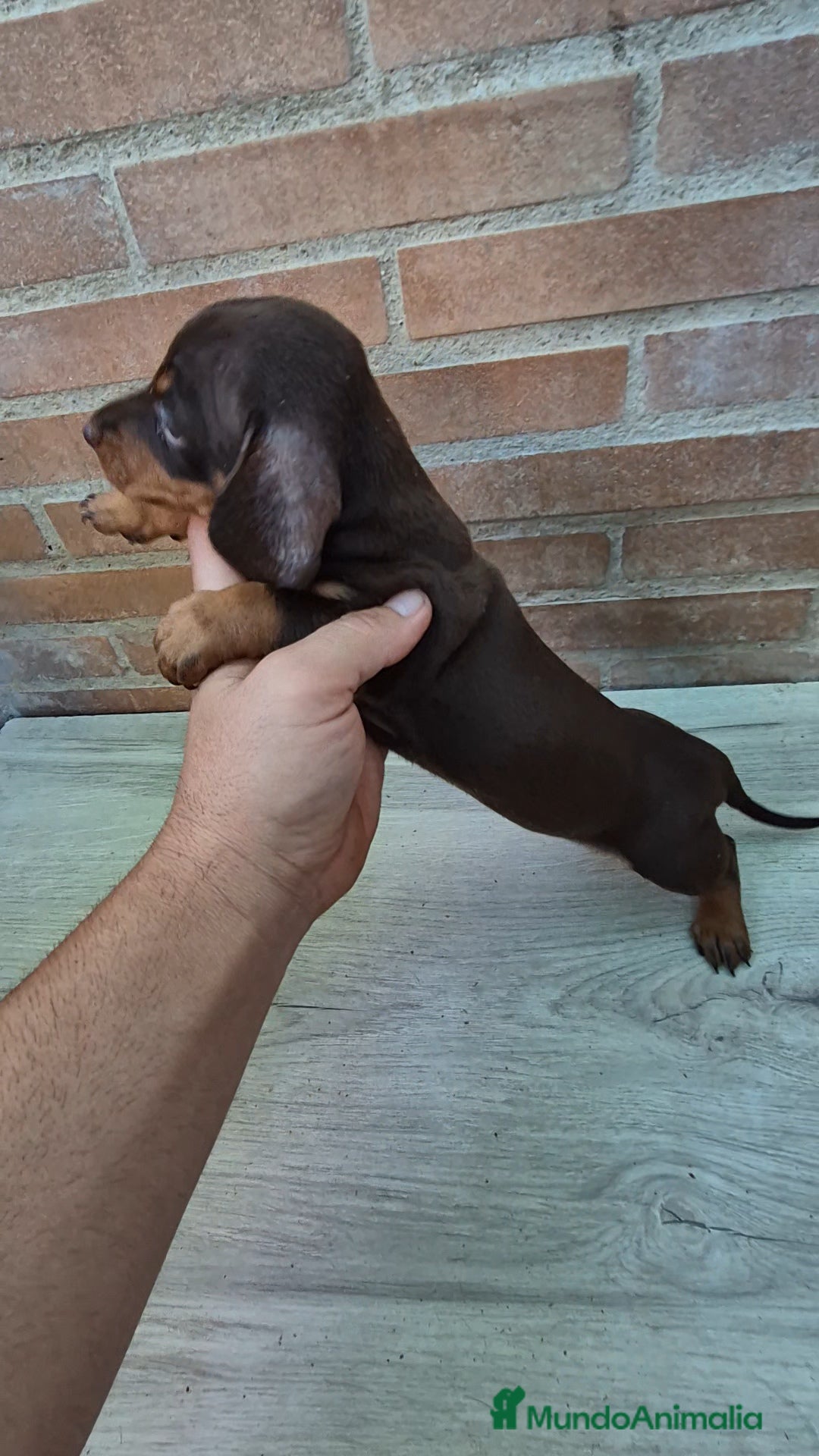 Teckel perros en venta: Teckel chocolate macho en Sevilla - Imagen 3