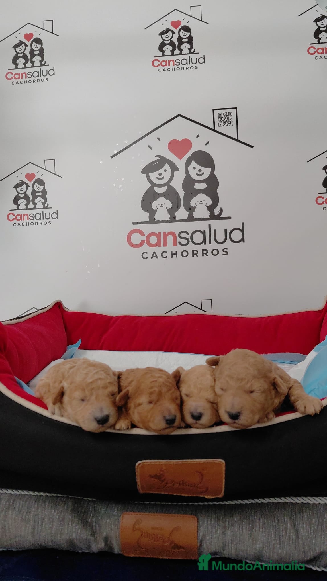 Caniche Enano perros Caniche  - Anuncio 2