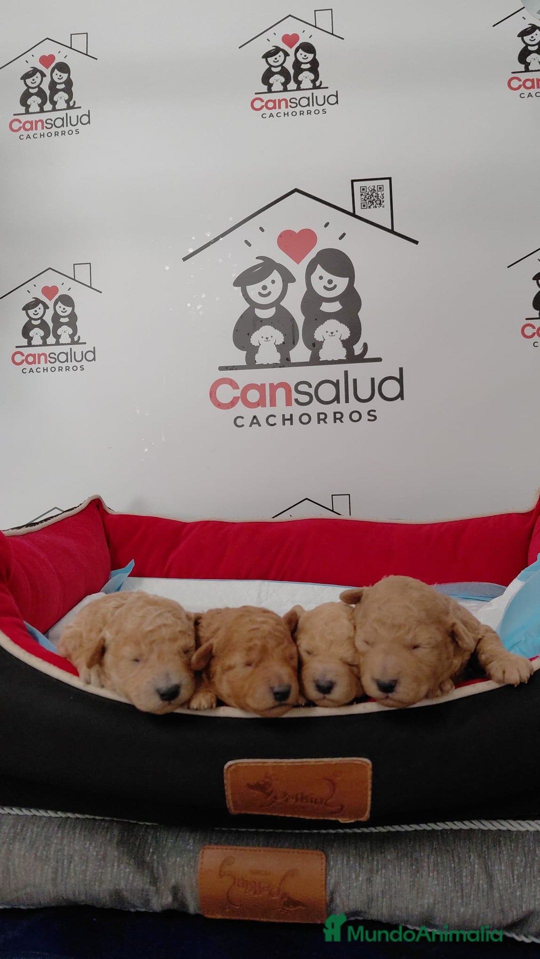 Caniche Enano perros en venta: Caniche  - Anuncio 2