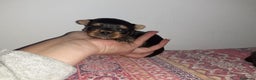 Yorkshire Terrier perros en venta: Yorkshires miniaturas en Badajoz - Anuncio 3