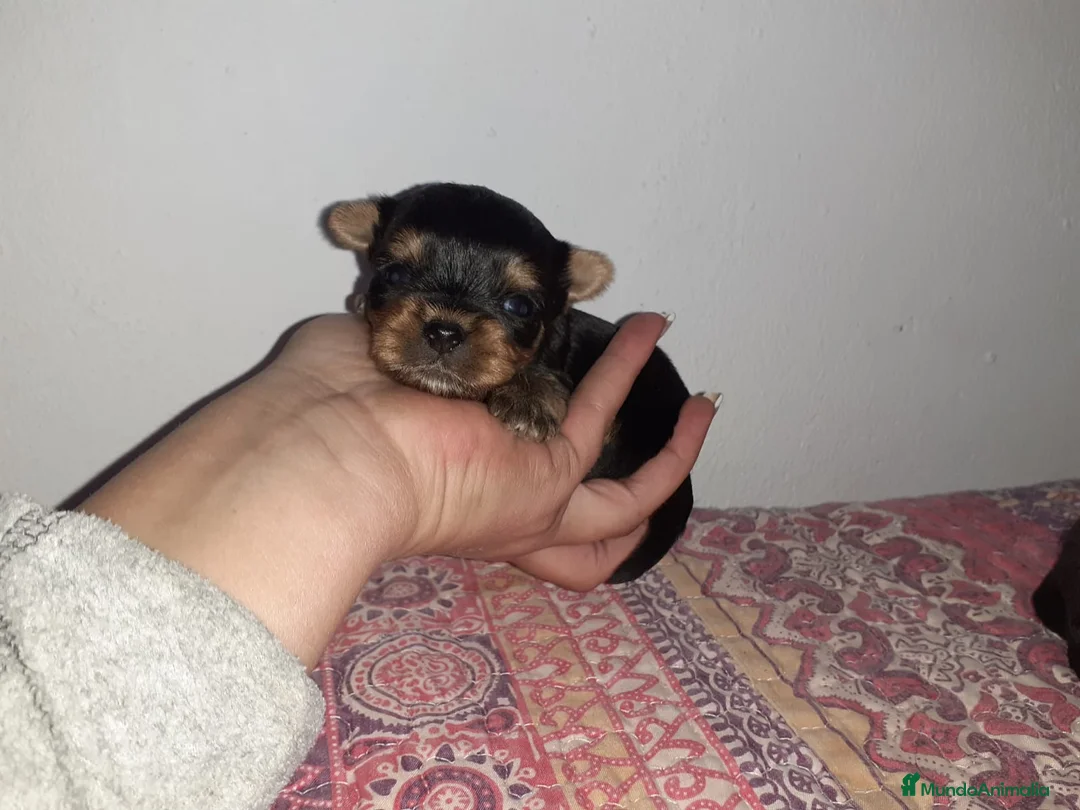 Yorkshire Terrier perros en venta: Yorkshires miniaturas en Badajoz - Anuncio 3