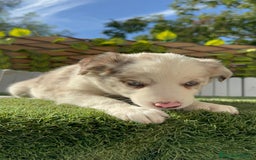 Border Collie perros en venta: BORDER COLLIE HEMBRA RED MERLE - Imagen 17