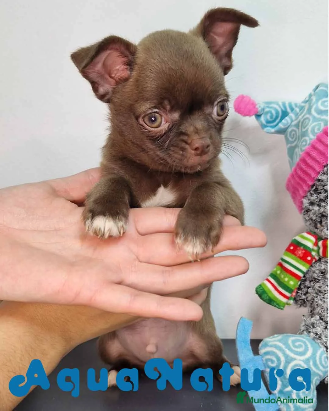 Chihuahua perros en venta: Chihuahua Macho 7510 - AQUANATURA en Barcelona - Anuncio 1