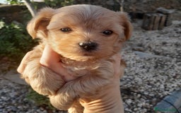 Yorkshire Terrier perros en venta: YORKSHIRE - Imagen 6