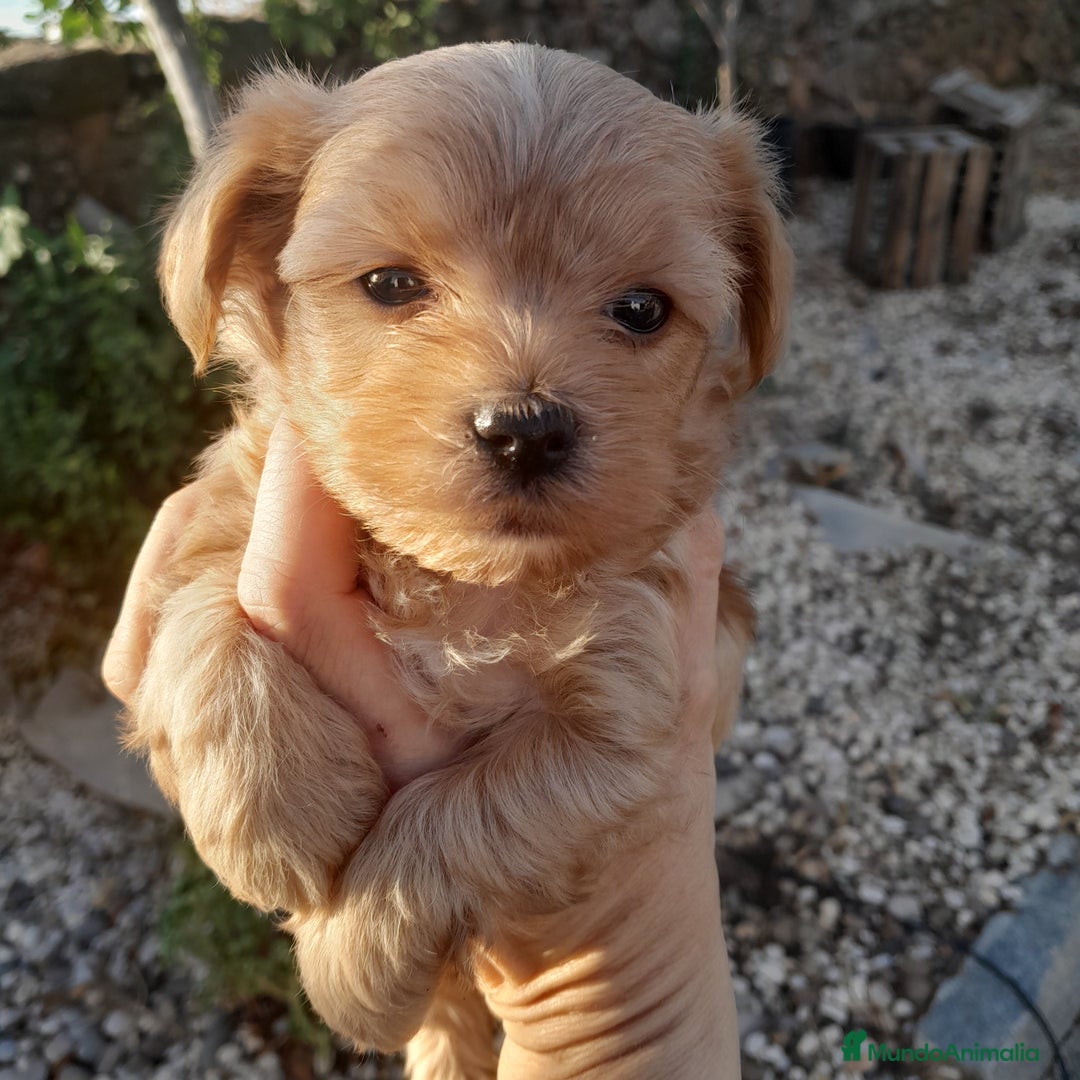 Yorkshire Terrier perros en venta: YORKSHIRE - Imagen 6