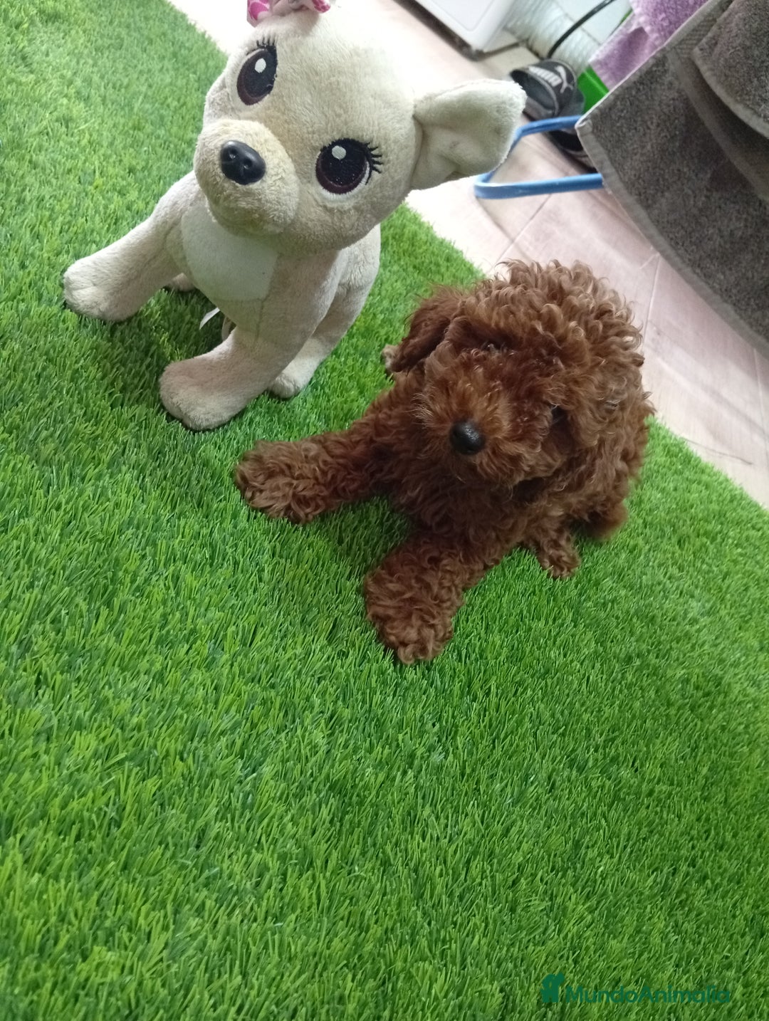Maltipoo perros en venta: Precioso maltipoo 90% caniche - Imagen 2