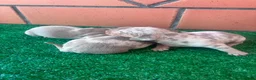 Teckel Miniatura perros en venta: Teckel mini  - Anuncio 2
