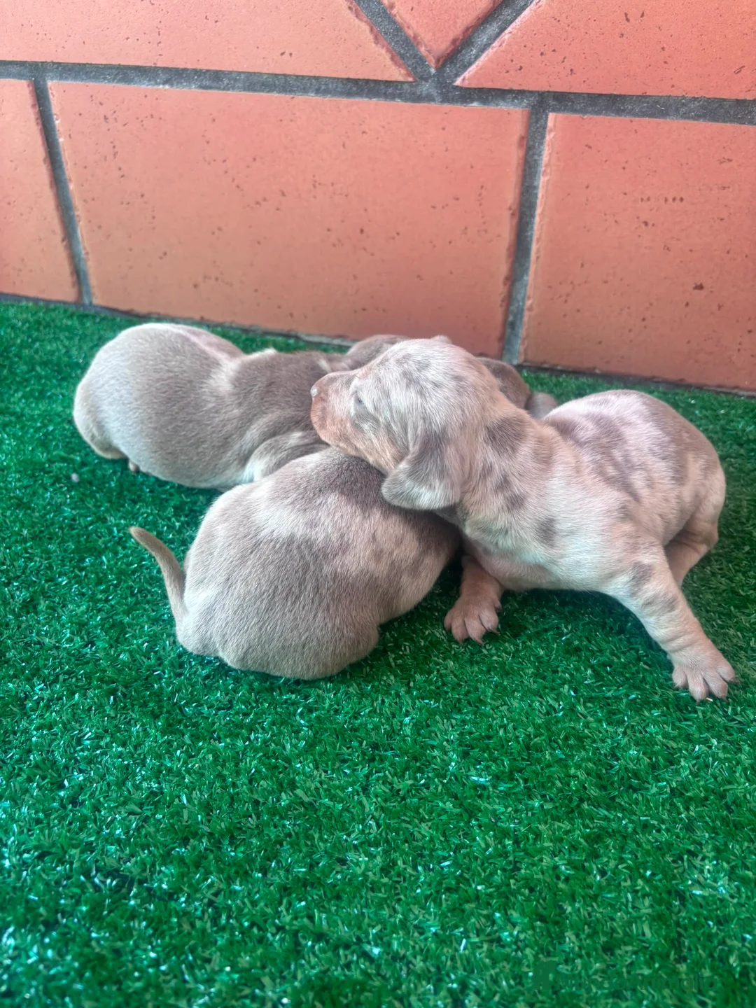 Teckel Miniatura perros en venta: Teckel mini  - Anuncio 2